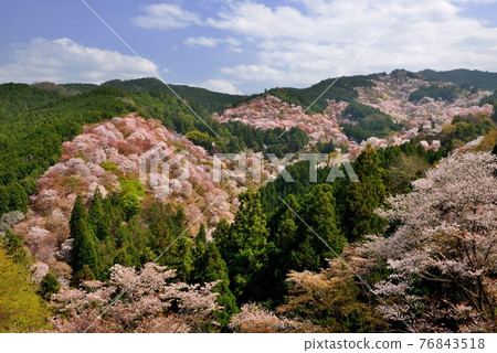 吉野山櫻桃樹 76843518