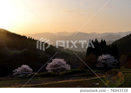 Cherry blossoms in Uda Haibarakaiba Cherry blossoms in Uda Haibarakaiba 76843538