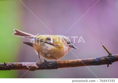 The Goldcrest, Regulus regulus, is a very small passerine bird in the kinglet family The Goldcrest, Regulus regulus, is a very small passerine bird in the kinglet family 76843595