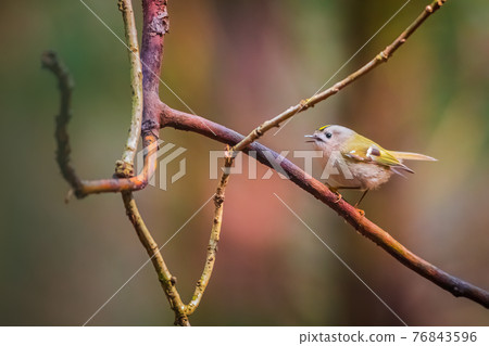 The Goldcrest, Regulus regulus, is a very small passerine bird in the kinglet family The Goldcrest, Regulus regulus, is a very small passerine bird in the kinglet family 76843596