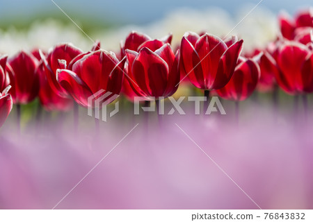 Tulip Flower Field 76843832