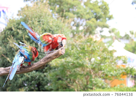 Colorful parrot 76844138