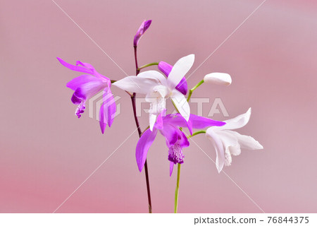 Beautiful figure 76844375