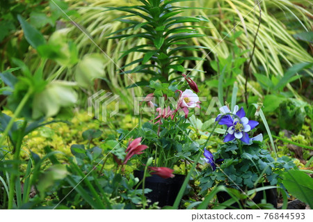 小花 小花 76844593