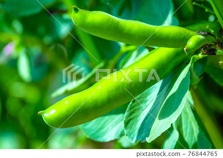 Broad beans Broad beans 76844765