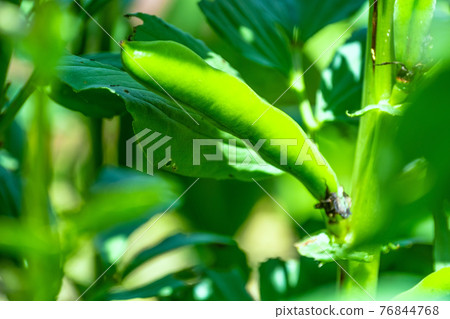 Broad beans Broad beans 76844768