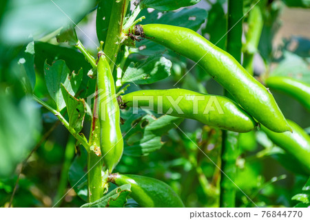 Broad beans Broad beans 76844770