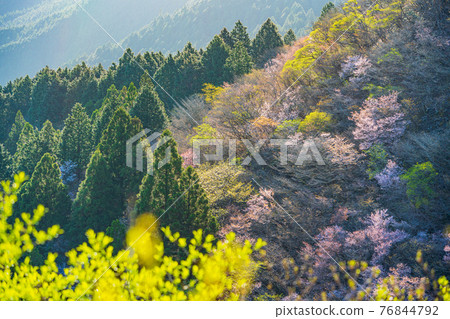 （靜岡縣）達磨山高原閃耀著鮮綠的豆倉麻糬 76844792