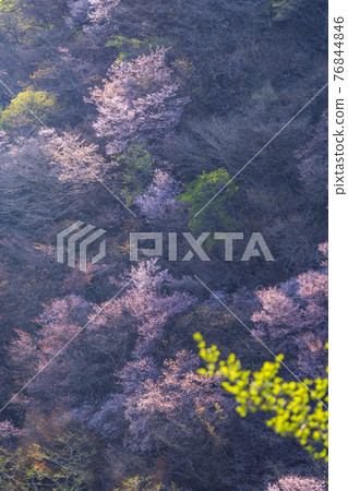 (Shizuoka Prefecture) Darumayama Plateau shining in the fresh green Mamezakura Asebi (Shizuoka Prefecture) Darumayama Plateau shining in the fresh green Mamezakura Asebi 76844846