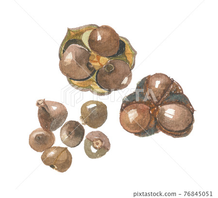 Tea fruit Tea fruit 76845051