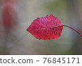Autumn, red aspen leaf. 76845171
