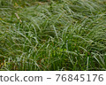 Forest grass, vegetative background. 76845176