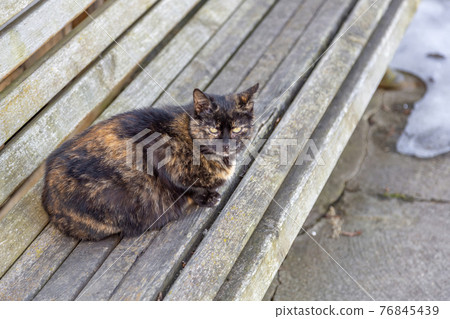 Homeless adult spotted cat on a wooden bench Homeless adult spotted cat on a wooden bench 76845439