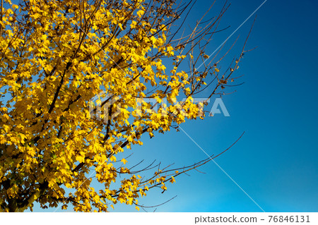 A yellow leaves on an autumn tree on a background of blue sky. A yellow leaves on an autumn tree on a background of blue sky. 76846131