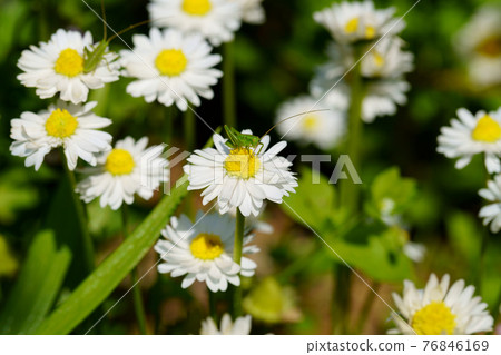 Spring flowers and grasshopper children Spring flowers and grasshopper children 76846169