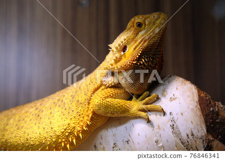 The Bearded Dragon is an Australian lizard The Bearded Dragon is an Australian lizard 76846341
