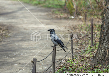 Crow on a wooden fence in a city park in the afternoon 76846372