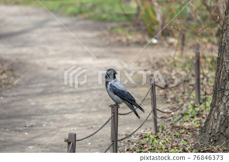 Crow on a wooden fence in a city park in the afternoon 76846373