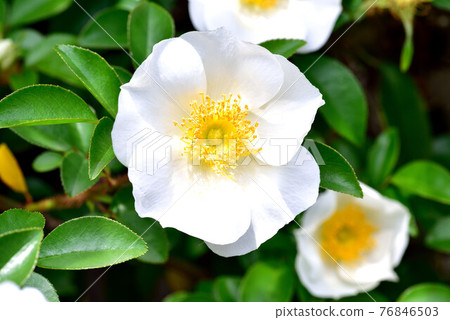 野薔薇 76846503