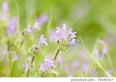 Henbit deadnettle in a bright field Henbit deadnettle in a bright field 76846567