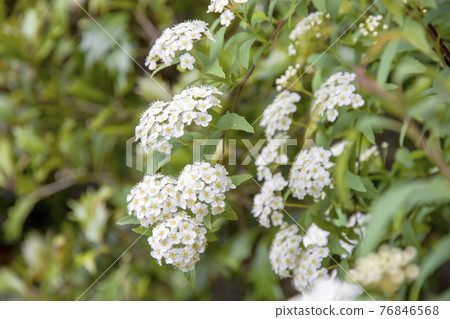 White flower in full bloom Kodemari 76846568