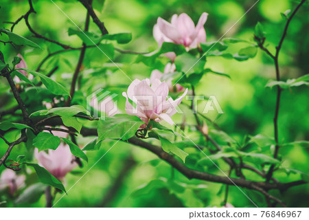 Magnolia spring flowers 76846967