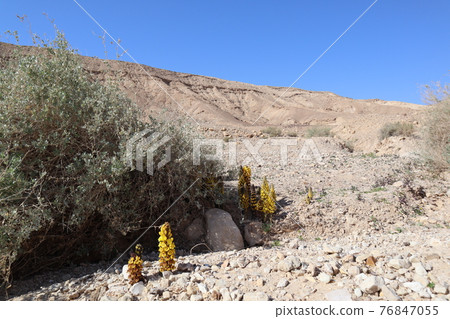 肉蓯蓉花 76847055