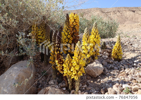 Cistanche tubulosa (desert ginseng) flowers 76847056