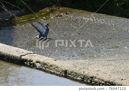 Rock pigeon playing in the water 76847120