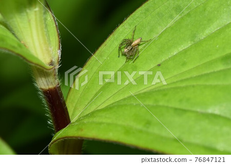 一棵 Oxyopes serta 76847121