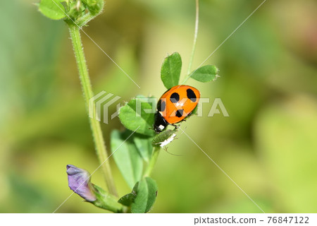 來吃蚜蟲的七星瓢蟲 76847122