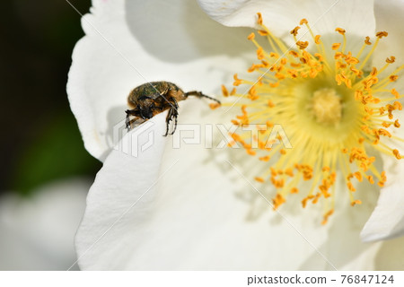 來到浪速原的Cetoniinae 76847124