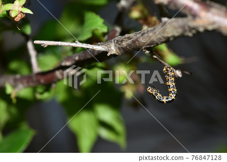 Hanging plum edashaku larva 76847128