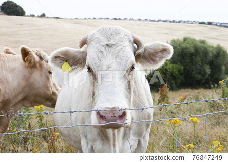Country Lane in British Countryside 76847249