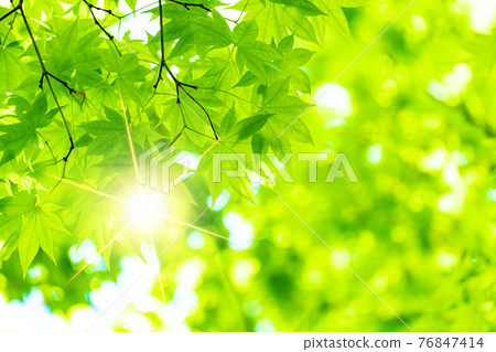 Fresh green 76847414