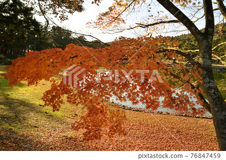 平泉毛辻寺 大泉是池中的楓樹 76847459