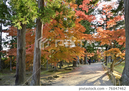 平泉毛辻步道上的楓葉 76847462