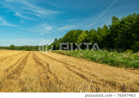 Wheel marks in stubble, green forest and blue sky, Zarzecze, Poland 76847463