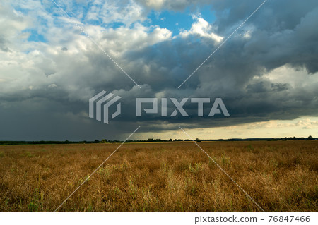 Rain cloud over a field of ripe rapeseed, Czulczyce, Poland Rain cloud over a field of ripe rapeseed, Czulczyce, Poland 76847466