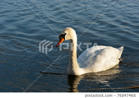 Mute swan in the water, a drop of water under its beak Mute swan in the water, a drop of water under its beak 76847468