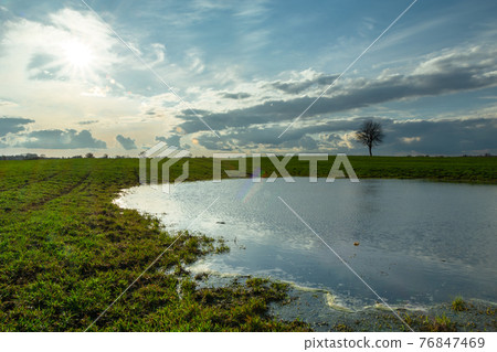 Flooded field with water and a tree to the horizon, Czulczyce, Poland 76847469