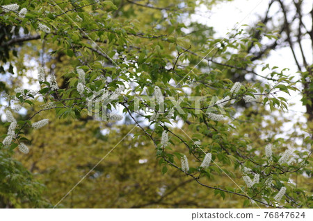 Pure white prunus grayana flower 76847624