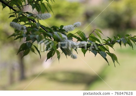 Pure white prunus grayana flower Pure white prunus grayana flower 76847628