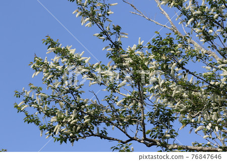 Pure white prunus grayana flower Pure white prunus grayana flower 76847646
