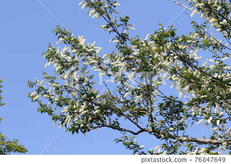 Pure white prunus grayana flower 76847649