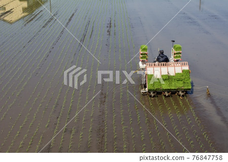 水稻種植季節 水稻種植季節 76847758