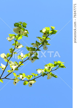 Handkerchief tree 76847771