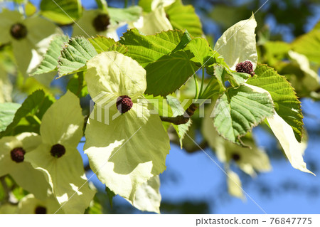 Handkerchief tree Handkerchief tree 76847775
