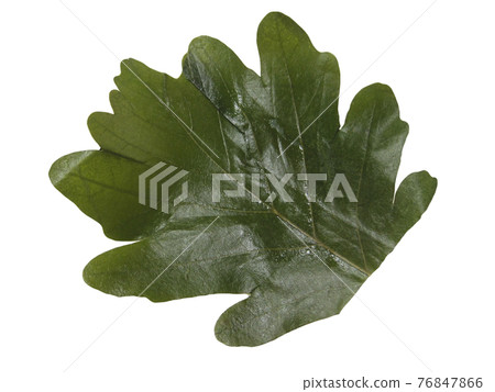 Cut-out photo of Kashiwamochi leaves after eating 76847866