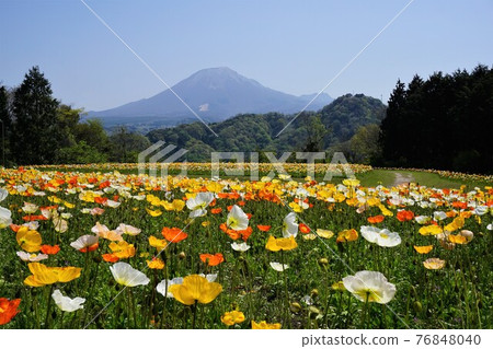 日本最大的花卉公園“鳥取花廊”:從罌粟盛開的花山眺望小山 日本最大的花卉公園“鳥取花廊”:從罌粟盛開的花山眺望小山 76848040